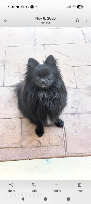 Blue Merle Parti – Pomeranian puppy for sale in Coral Springs, FL