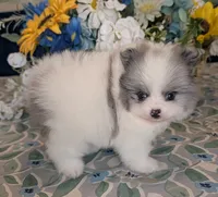 Blue Merle Parti, a male Pomeranian for sale in Coral Springs, FL – 4 of 9