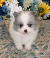 Blue Merle Parti, a male Pomeranian for sale in Coral Springs, FL – 3 of 9
