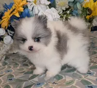 Blue Merle Parti, a male Pomeranian for sale in Coral Springs, FL – 2 of 9