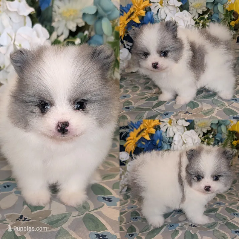 Blue Merle Parti – Pomeranian puppy for sale in Coral Springs, FL