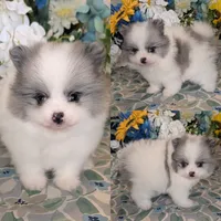 Blue Merle Parti, a male Pomeranian for sale in Coral Springs, FL – 1 of 9