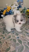 Blue Merle Parti, a male Pomeranian for sale in Coral Springs, FL – 7 of 9