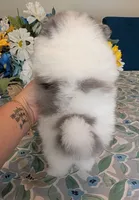 Blue Merle Parti, a male Pomeranian for sale in Coral Springs, FL – 5 of 9