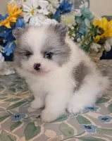 Blue Merle Parti, a male Pomeranian for sale in Coral Springs, FL – 6 of 9