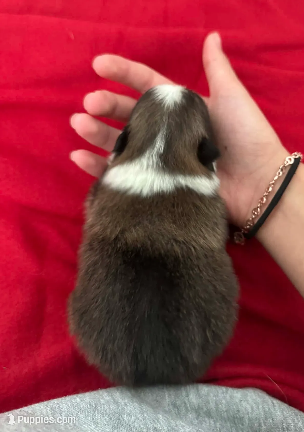 Irish Marked Boy, a male Pomeranian for sale in Coral Springs, FL – Photo 5 of 10