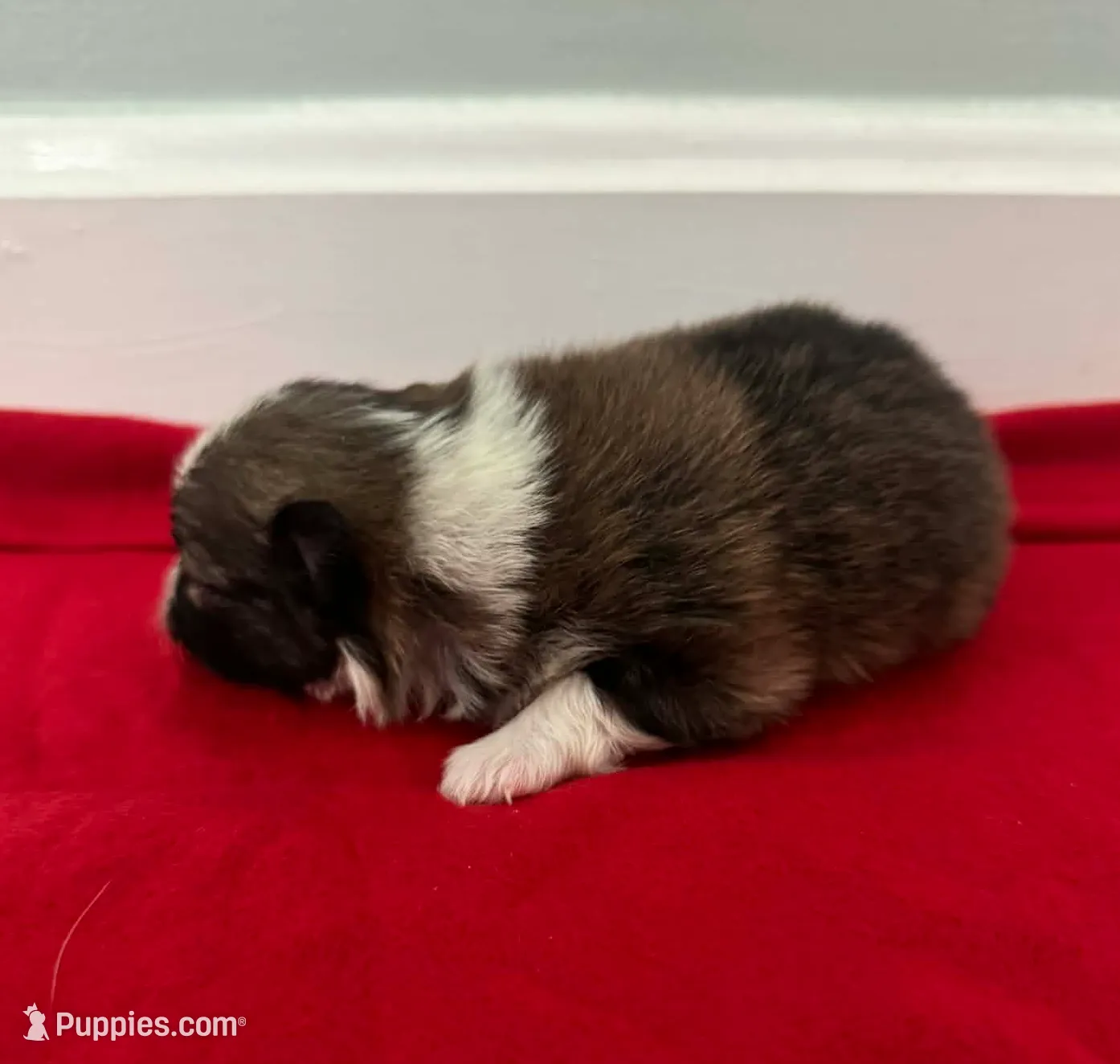 Irish Marked Boy, a male Pomeranian for sale in Coral Springs, FL – Photo 3 of 10