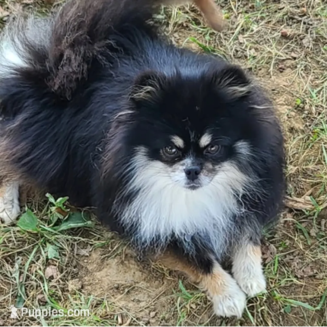 Irish Marked Boy, a male Pomeranian for sale in Coral Springs, FL – Photo 10 of 10
