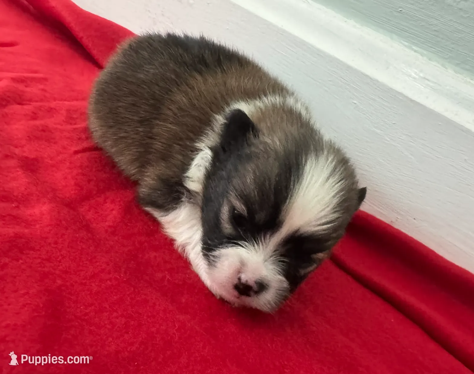 Irish Marked Boy, a male Pomeranian for sale in Coral Springs, FL – Photo 7 of 10