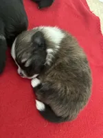 Irish Marked Boy, a male Pomeranian for sale in Coral Springs, FL – Photo 4 of 10