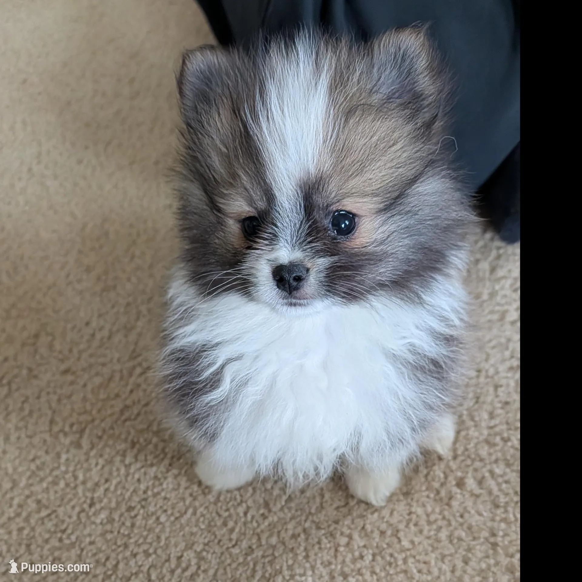Irish Marked Boy – Pomeranian puppy for sale in Coral Springs, FL