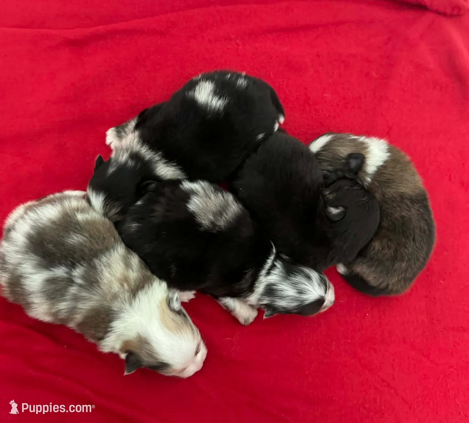 Irish Marked Boy, a male Pomeranian for sale in Coral Springs, FL – Photo 8 of 10