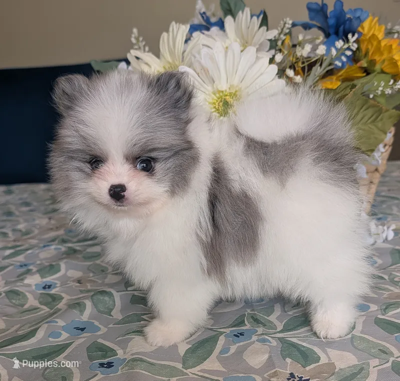 Blue Merle Parti – Pomeranian puppy for sale in Coral Springs, FL