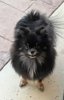 Freya, a female Pomeranian for sale in Coral Springs, FL – Photo 2 of 10