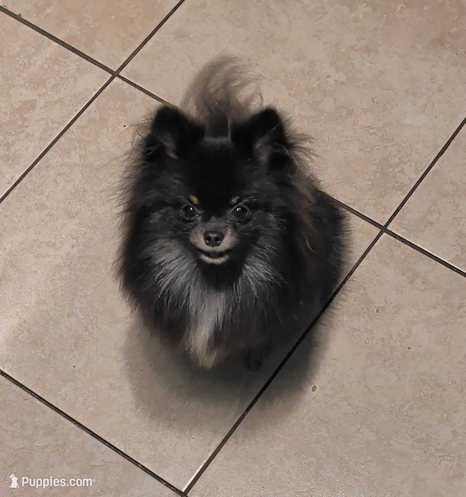 Freya, a female Pomeranian for sale in Coral Springs, FL – Photo 8 of 10