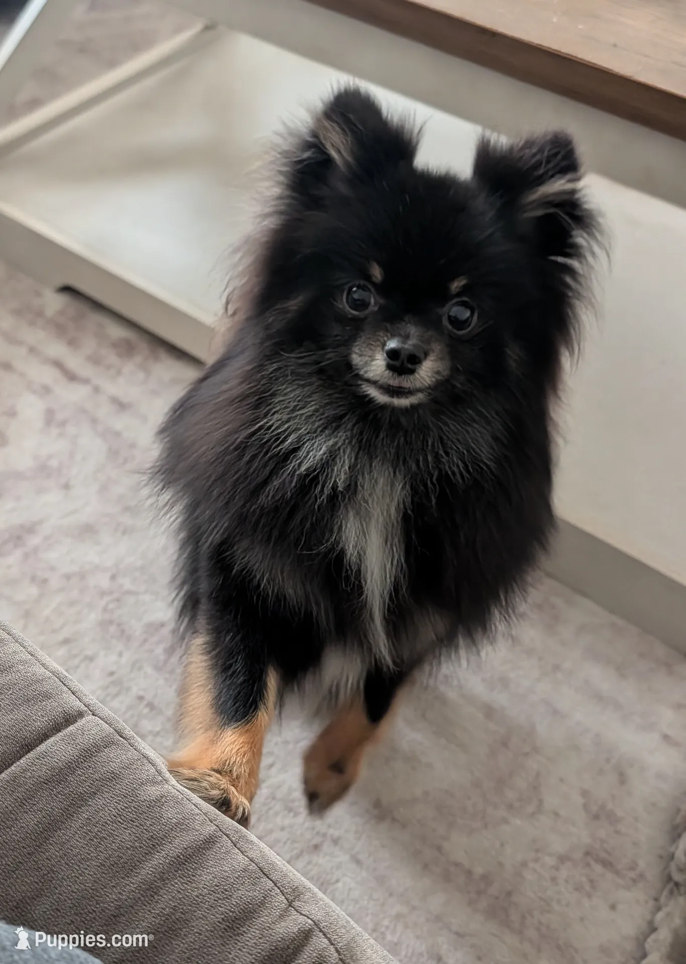 Freya, a female Pomeranian for sale in Coral Springs, FL – Photo 6 of 10