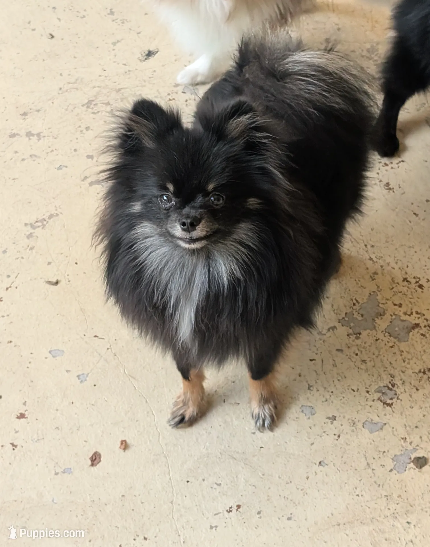 Freya, a female Pomeranian for sale in Coral Springs, FL – Photo 3 of 10