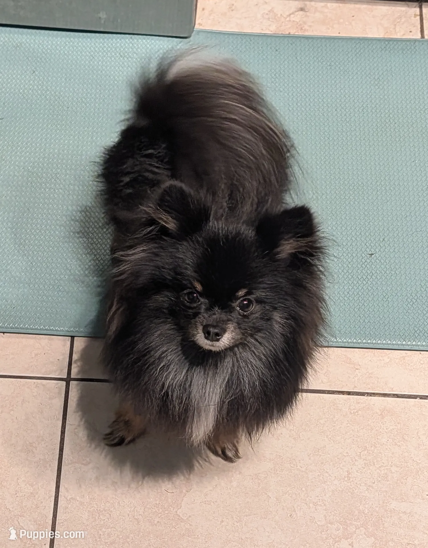 Freya, a female Pomeranian for sale in Coral Springs, FL – Photo 9 of 10