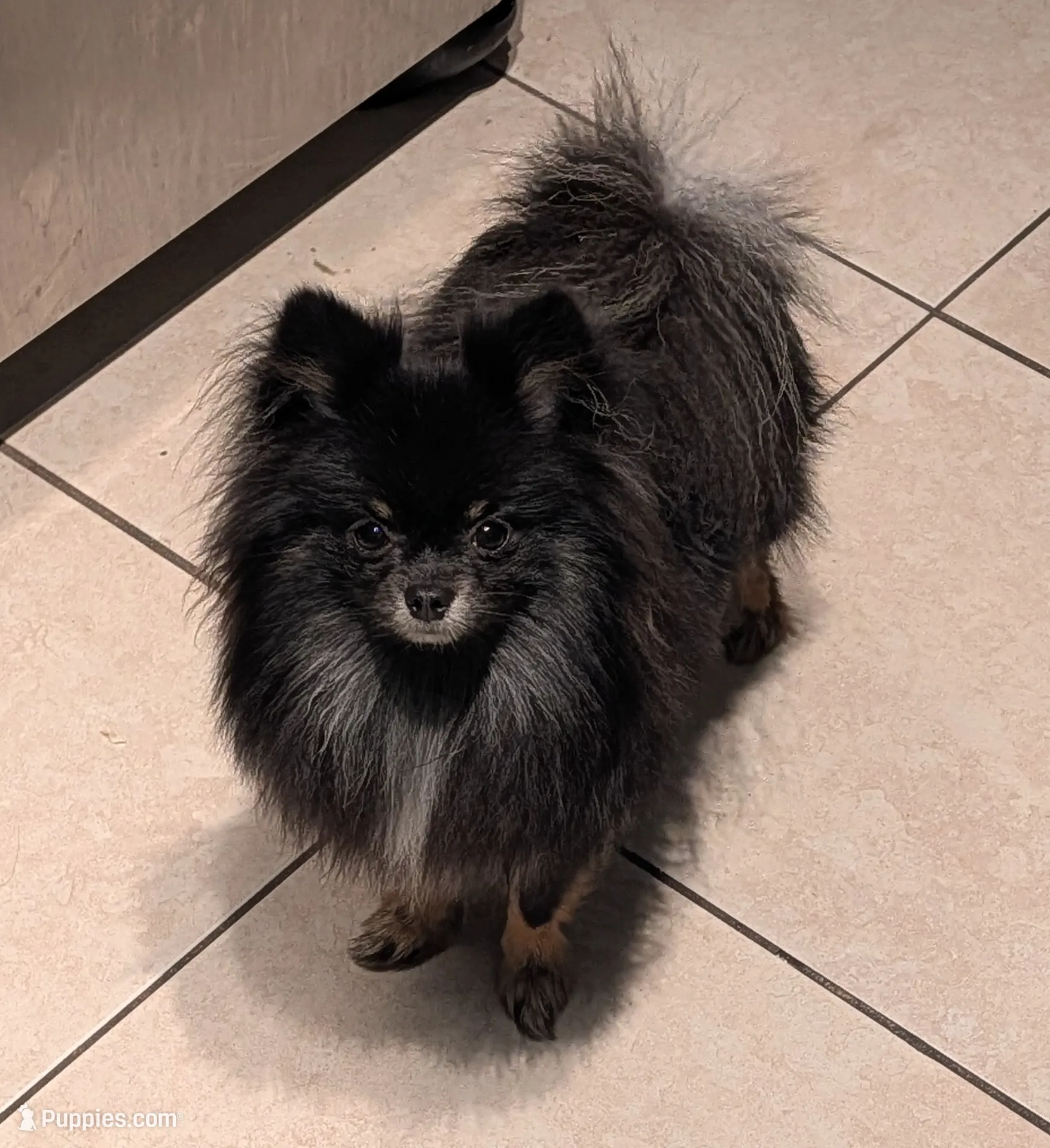 Freya, a female Pomeranian for sale in Coral Springs, FL – Photo 7 of 10