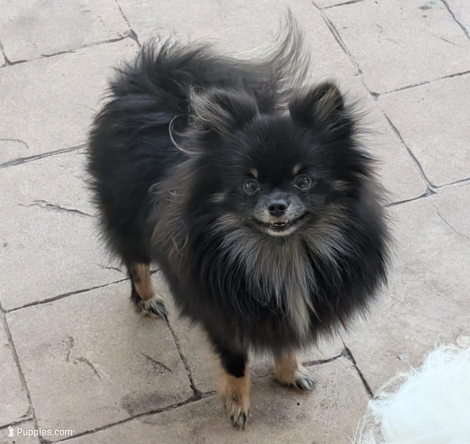 Freya, a female Pomeranian for sale in Coral Springs, FL – Photo 5 of 10
