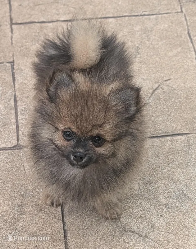 Orange Sable Boy – Pomeranian puppy for sale in Coral Springs, FL