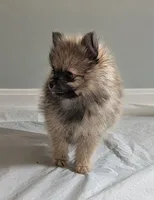 Orange Sable Boy, a male Pomeranian for sale in Coral Springs, FL – Photo 1 of 9