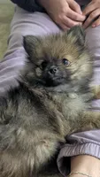 Orange Sable Boy, a male Pomeranian for sale in Coral Springs, FL – Photo 3 of 9