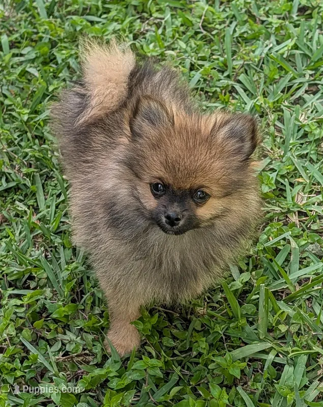 Orange Sable Boy – Pomeranian puppy for sale in Coral Springs, FL