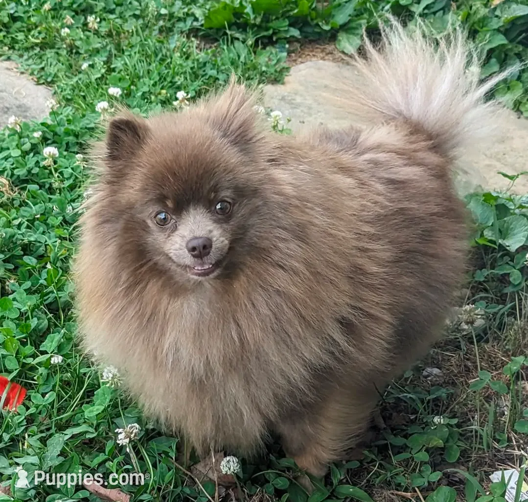 Black and Tan Boy, a male Pomeranian for sale in Coral Springs, FL – Photo 9 of 10