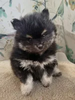 Black and Tan Boy, a male Pomeranian for sale in Coral Springs, FL – Photo 2 of 10