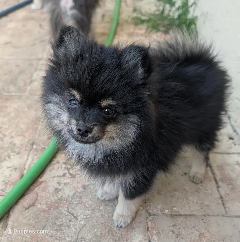 Black and Tan Boy 1 – Pomeranian puppy for sale in Coral Springs, FL