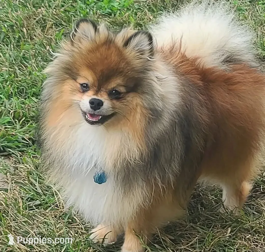 Black and Tan Boy, a male Pomeranian for sale in Coral Springs, FL – Photo 10 of 10