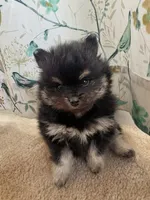 Black and Tan Boy, a male Pomeranian for sale in Coral Springs, FL – Photo 5 of 10