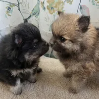 Black and Tan Boy, a male Pomeranian for sale in Coral Springs, FL – Photo 7 of 10