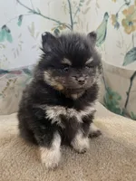 Black and Tan Boy, a male Pomeranian for sale in Coral Springs, FL – Photo 6 of 10