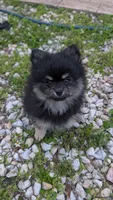 Black and Tan Boy 1, a male Pomeranian for sale in Coral Springs, FL – Photo 1 of 6