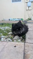 Black and Tan Boy 1, a male Pomeranian for sale in Coral Springs, FL – Photo 2 of 6