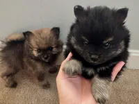 Black and Tan Boy, a male Pomeranian for sale in Coral Springs, FL – Photo 8 of 10