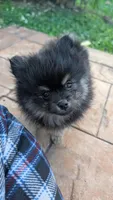 Black and Tan Boy 1, a male Pomeranian for sale in Coral Springs, FL – Photo 3 of 6