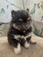 Black and Tan Boy, a male Pomeranian for sale in Coral Springs, FL – Photo 4 of 10