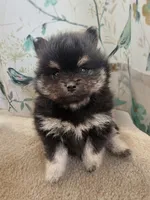 Black and Tan Boy, a male Pomeranian for sale in Coral Springs, FL – Photo 3 of 10