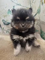 Black and Tan Boy, a male Pomeranian for sale in Coral Springs, FL – Photo 1 of 10