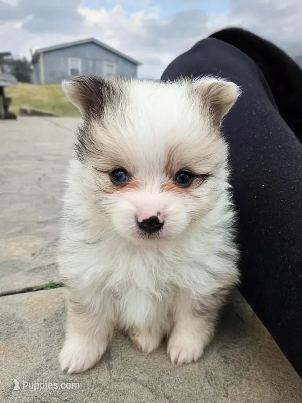 Sable Merle Boy