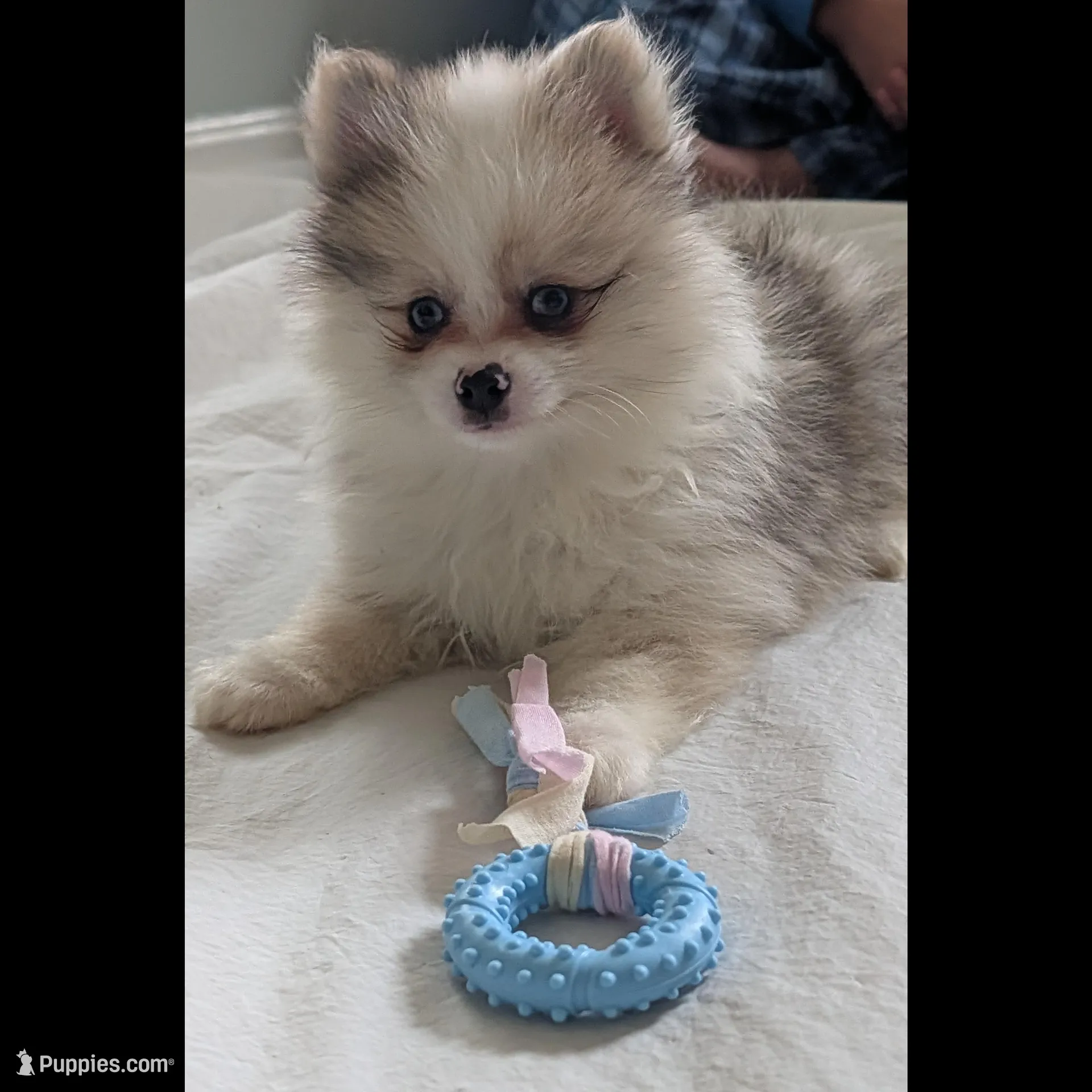 Sable Merle Boy, a male Pomeranian for sale in Coral Springs, FL – Photo 6 of 9
