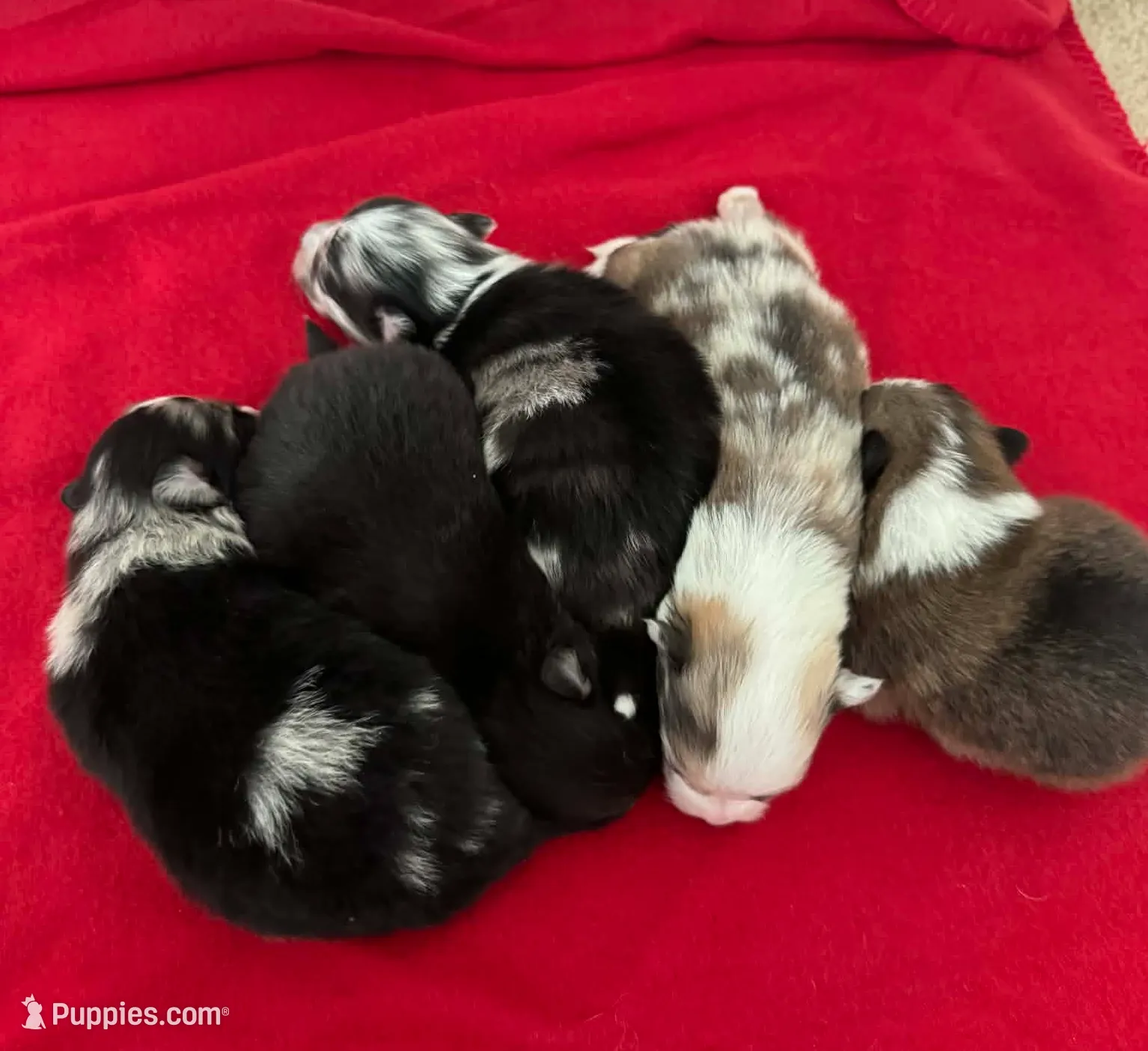 Sable Merle Boy, a male Pomeranian for sale in Coral Springs, FL – Photo 7 of 9