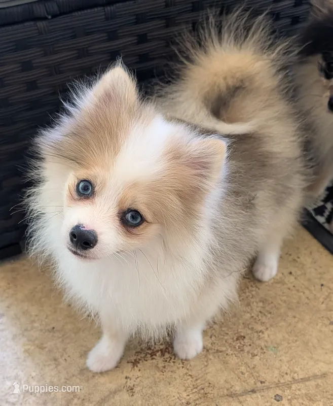 Sable Merle Boy – Pomeranian puppy for sale in Coral Springs, FL