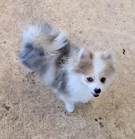 Sable Merle Boy, a male Pomeranian for sale in Coral Springs, FL – 7 of 10
