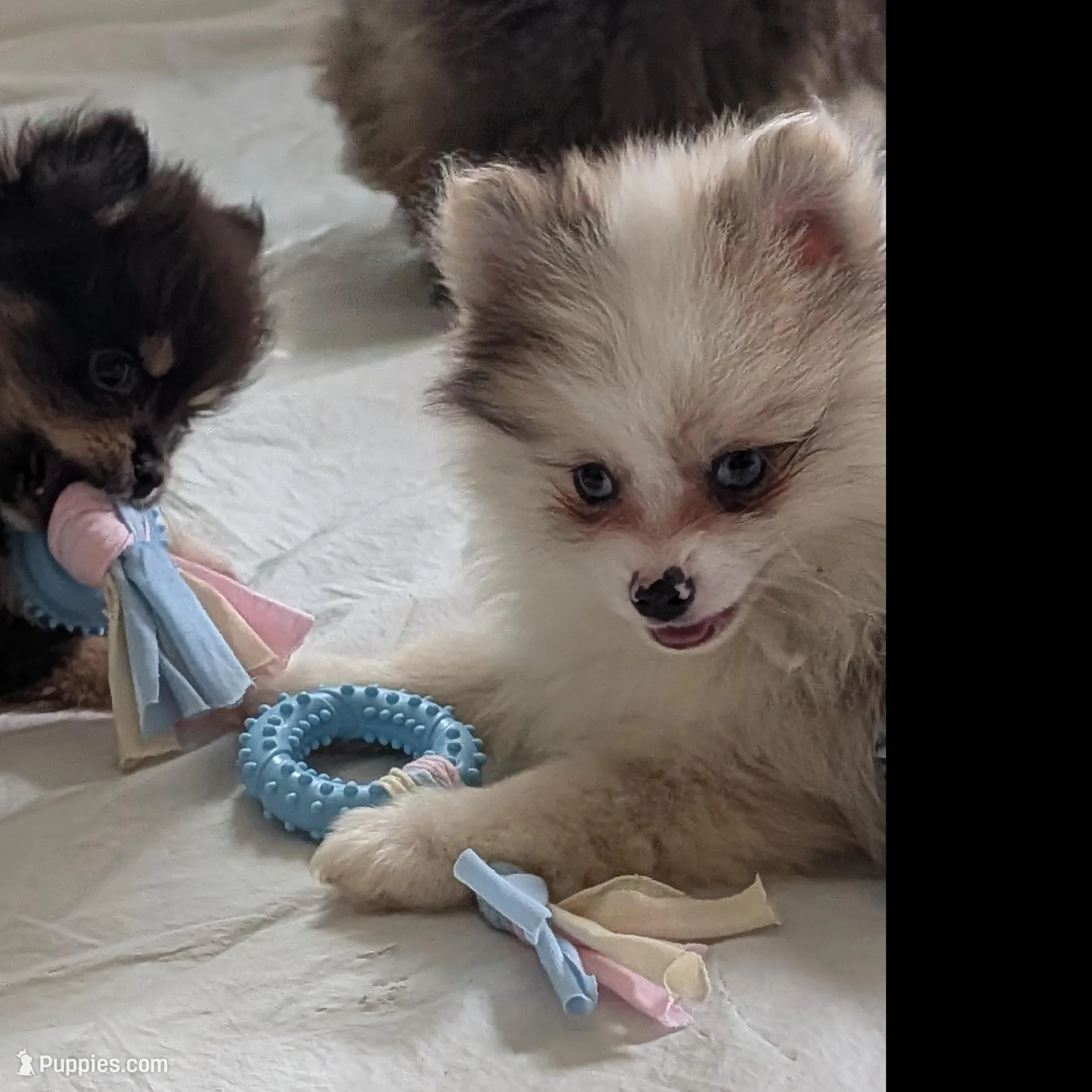 Sable Merle Boy, a male Pomeranian for sale in Coral Springs, FL – Photo 4 of 9