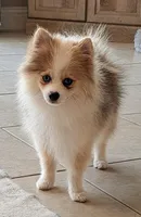 Sable Merle Boy, a male Pomeranian for sale in Coral Springs, FL – 3 of 10