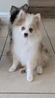 Sable Merle Boy, a male Pomeranian for sale in Coral Springs, FL – 2 of 10